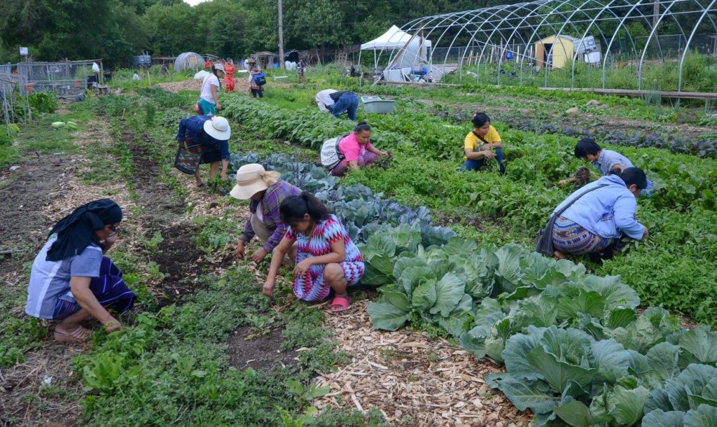 a group of people kneel harvesting fresh produce across a garden